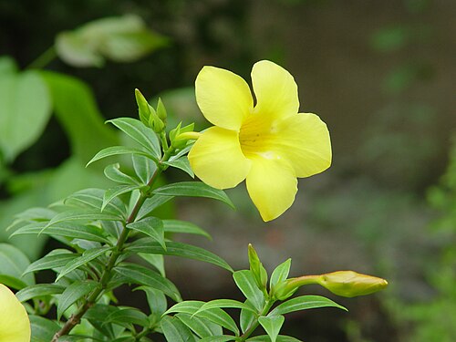 Golden trumpet: The garden flower, Allamanda Cathartica also known as Yellow Bell, Golden Trumpet, Buttercup Flower or Har-kakra in Bengali. Photograph taken in mid-monsoon at 