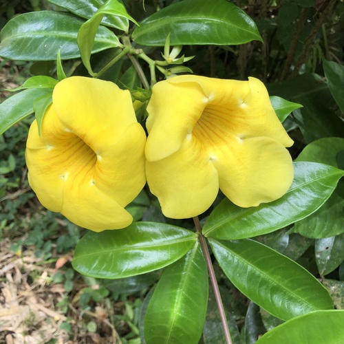 Golden trumpet (Allamanda cathartica)