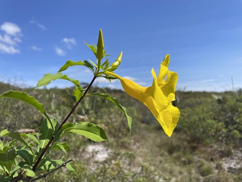 Golden trumpet (Allamanda cathartica)