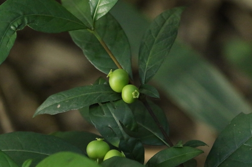 Alleizettella leucocarpa (Alleizettella leucocarpa)