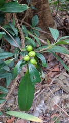 Alleizettella leucocarpa (Alleizettella leucocarpa)