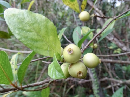 Alleizettella leucocarpa (Alleizettella leucocarpa)