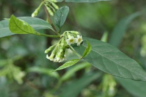 Alleizettella leucocarpa (Alleizettella leucocarpa)