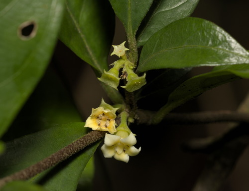 Alleizettella leucocarpa (Alleizettella leucocarpa)