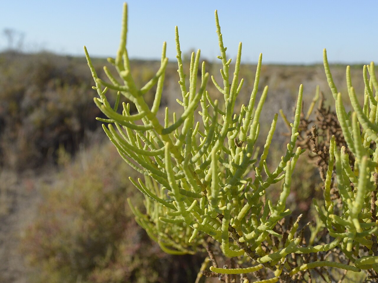 Allenrolfea vaginata: Allenrolfea vaginata in Argentina