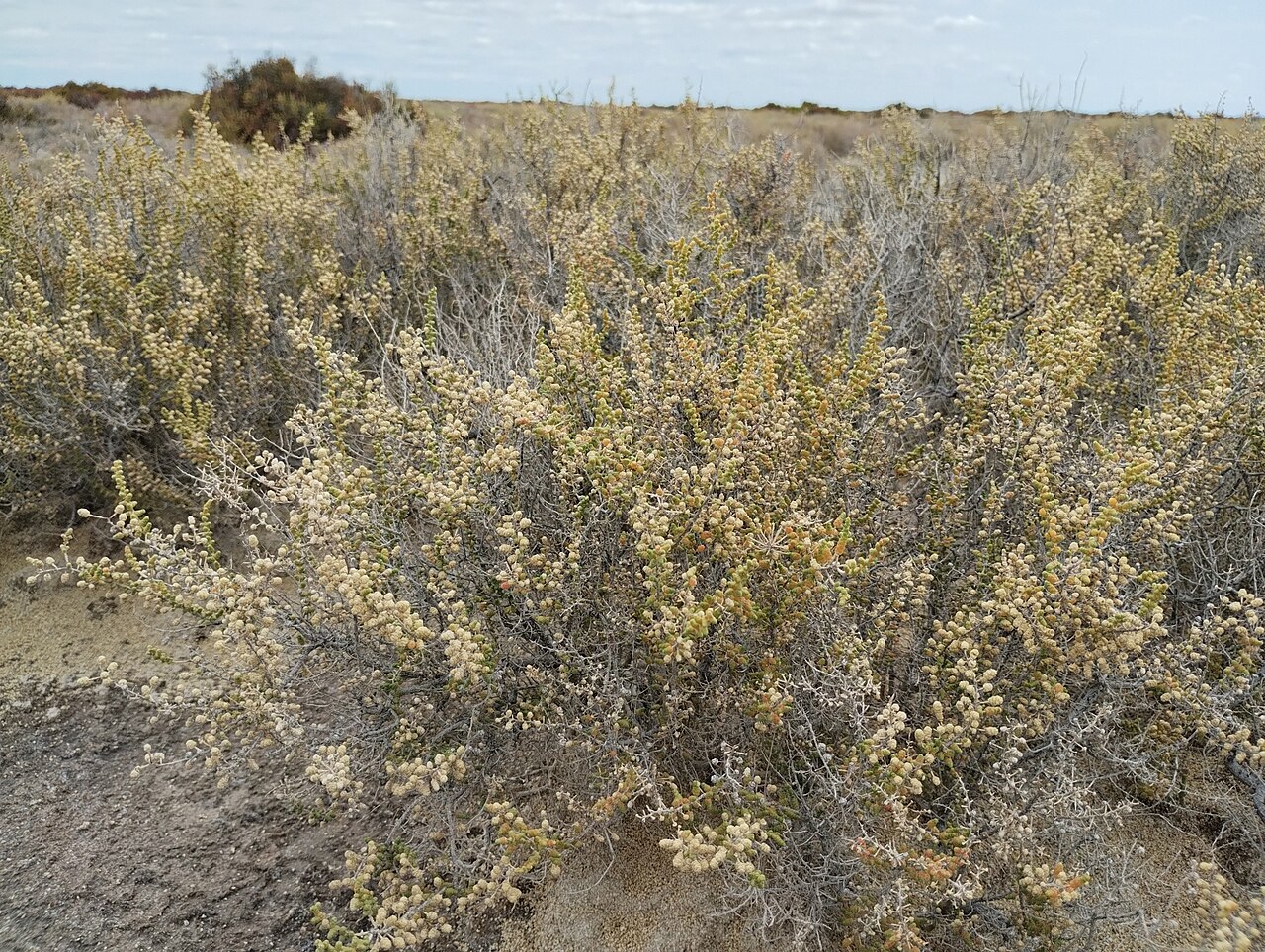 Allenrolfea vaginata: Allenrolfea vaginata in Argentina