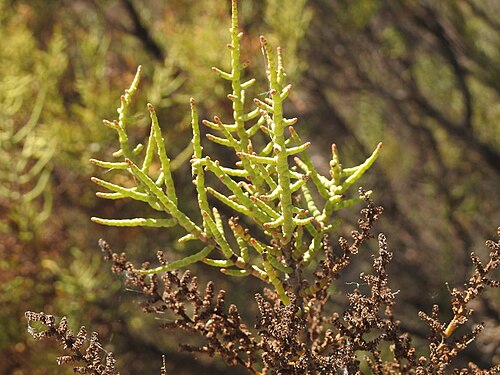 Allenrolfea vaginata: Allenrolfea vaginata in Argentina
