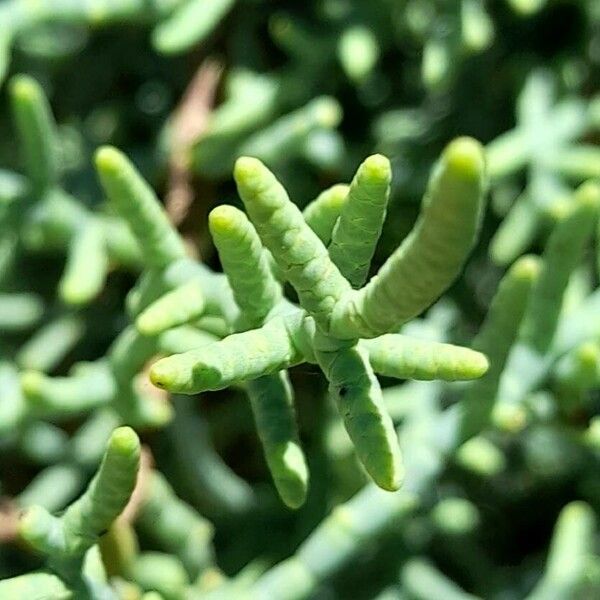 Allenrolfea vaginata (Allenrolfea vaginata)