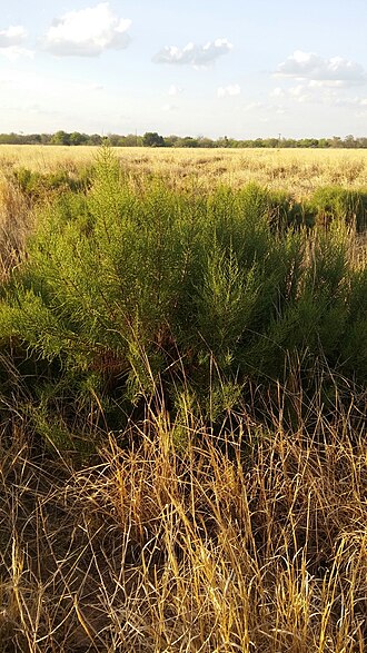 Allenrolfea vaginata: Allenrolfea vaginata in Argentina