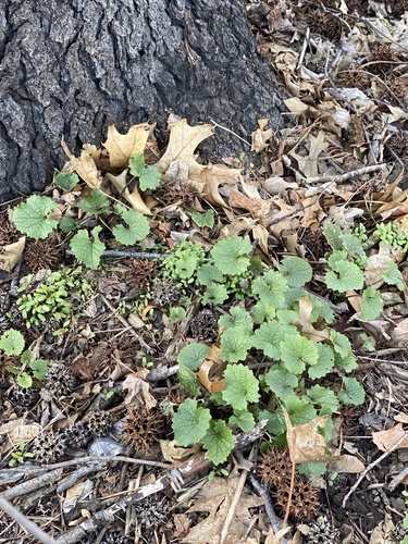 Garlic mustard (Alliaria petiolata)