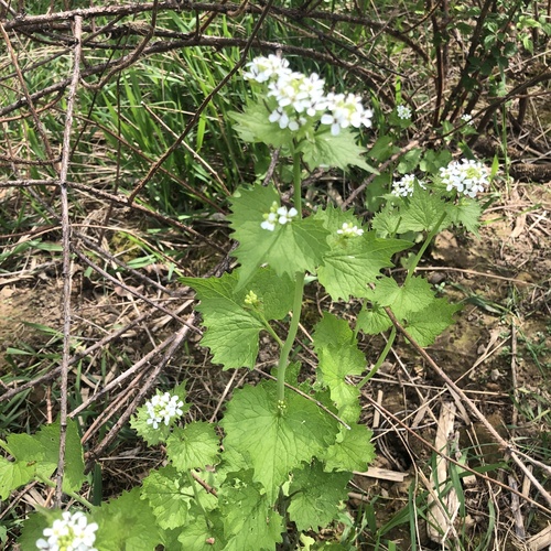 Garlic mustard (Alliaria petiolata)