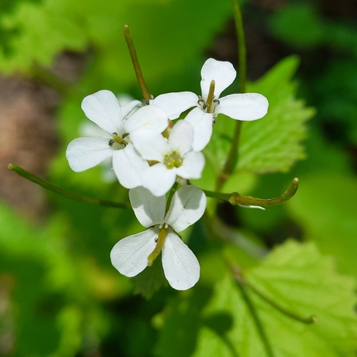 Garlic mustard (Alliaria petiolata)