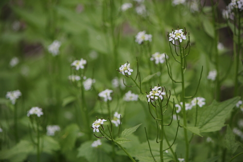 Garlic mustard (Alliaria petiolata)
