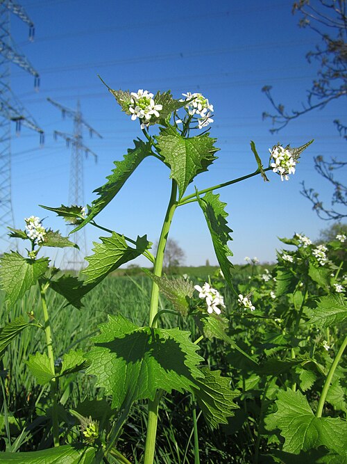 Garlic mustard: Knoblauchsrauke ( Alliaria petiolata ) im Hockenheimer Rheinbogen