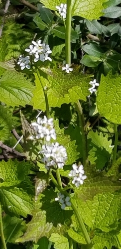 Garlic mustard (Alliaria petiolata)