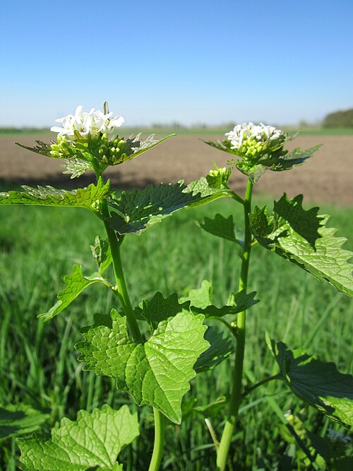 Garlic mustard: Knoblauchsrauke ( Alliaria petiolata ) im Hockenheimer Rheinbogen