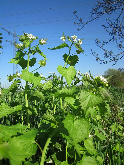 Garlic mustard: Knoblauchsrauke ( Alliaria petiolata ) im Hockenheimer Rheinbogen