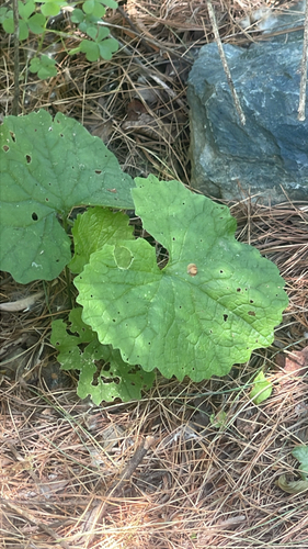 Garlic mustard (Alliaria petiolata)