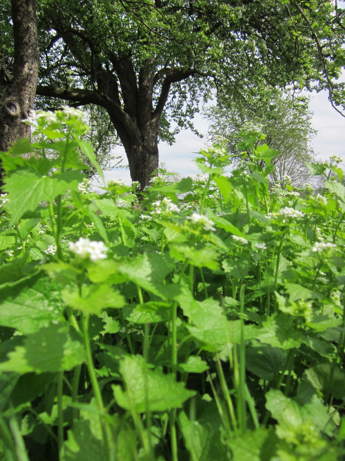 Garlic mustard: Knoblauchsrauke ( Alliaria petiolata ) auf einer Streuobstwiese bei Hockenheim