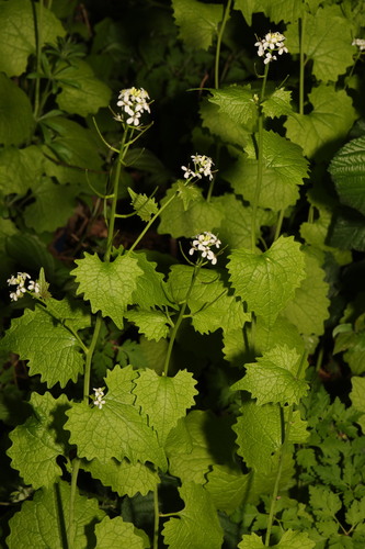 Garlic mustard (Alliaria petiolata)