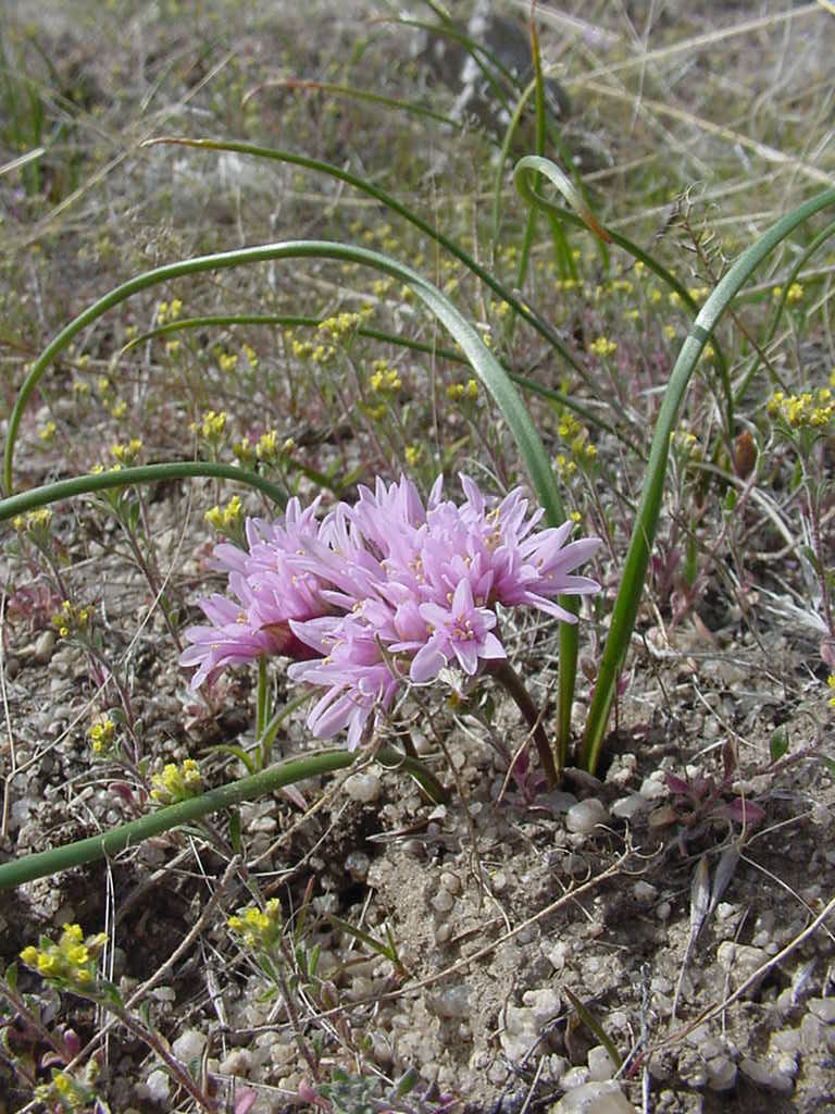 South Idaho onion: Allium aaseae in SW Idaho