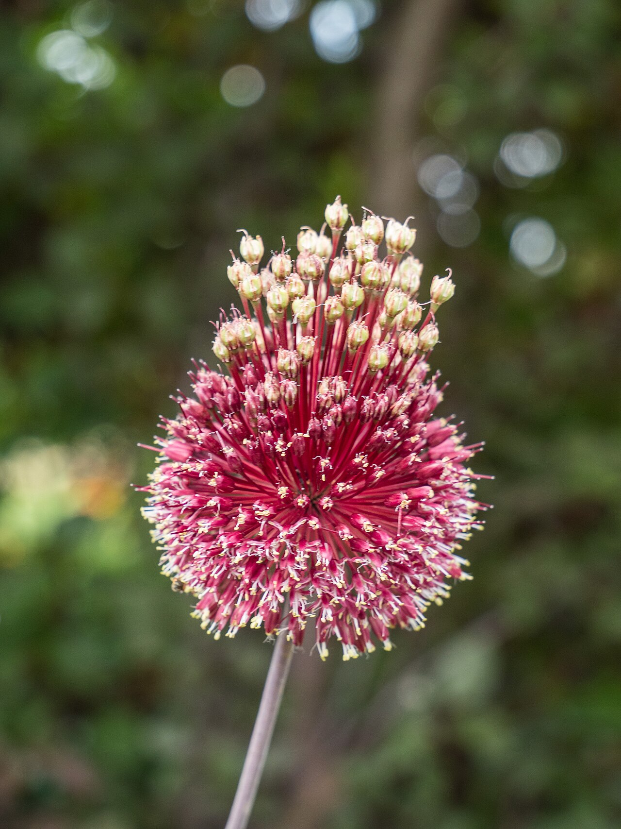 Allium amethystinum: Flickr description "Allium amethystinum 'Red Mohican', 2018 photo, ornamental onion, , USDA Hardiness Zone 5-9, Burgundy, Michigan Bloom Month 6, In Garden Bed