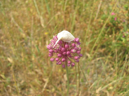 Broadleaf wild leek (Allium ampeloprasum)