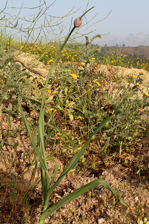 Broadleaf wild leek: Allium ampeloprasum - Poireau sauvage - photo prise en Kabylie - Copyright Saïd Zidat
