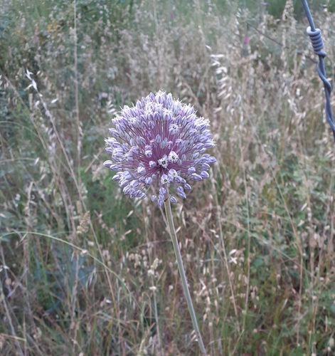 Broadleaf wild leek (Allium ampeloprasum)