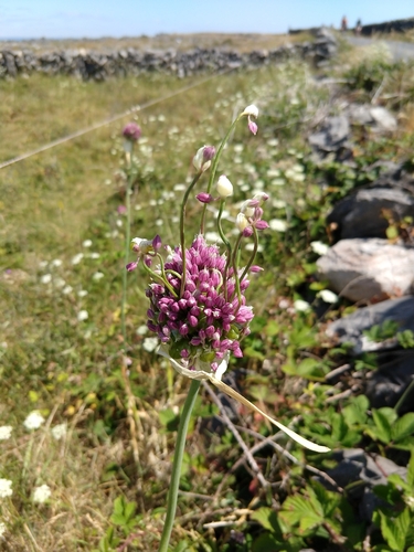 Broadleaf wild leek (Allium ampeloprasum)