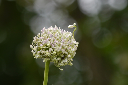 Broadleaf wild leek (Allium ampeloprasum)