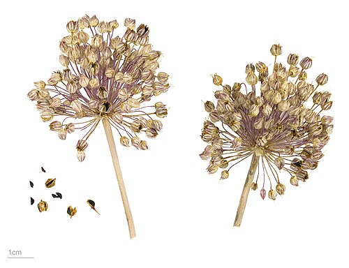 Broadleaf wild leek: leek , fruits and seeds