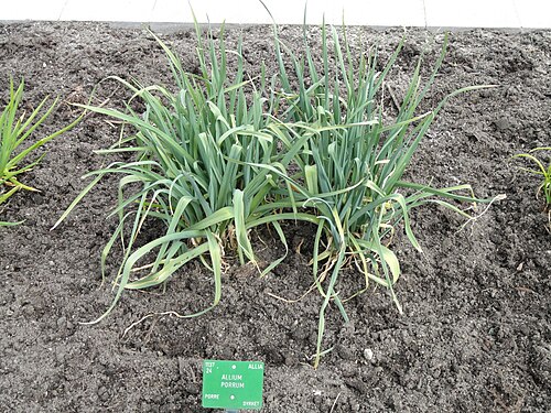 Broadleaf wild leek: Botanical specimen in the University of Copenhagen Botanical Garden, Copenhagen, Denmark.
