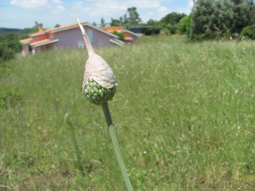Broadleaf wild leek (Allium ampeloprasum)