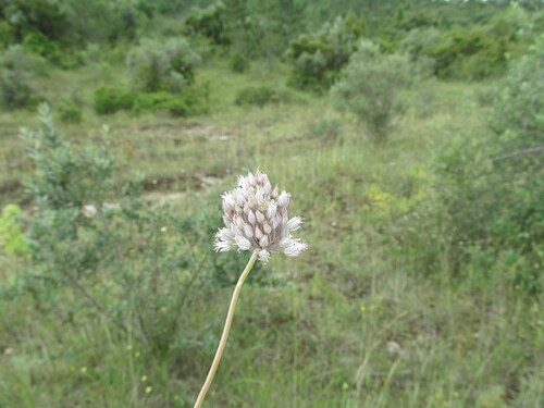 Broadleaf wild leek (Allium ampeloprasum)