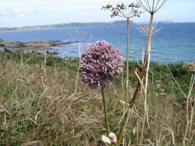 Broadleaf wild leek: Allium sp - view towards Nare Head and Gull Rock