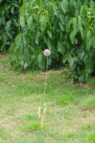 Broadleaf wild leek (Allium ampeloprasum)