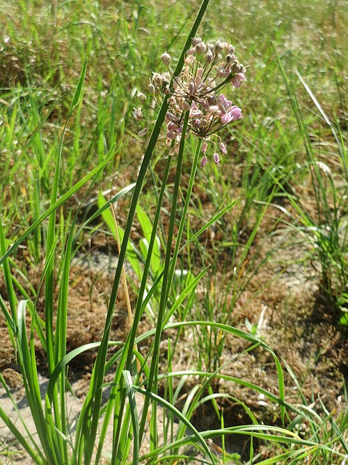 Chives: Kanten-Lauch ( Allium angulosum ) - Die mit Steinplatten befestigte Uferböschung am Rhein bei Altlußheim hat eine besondere Vegetation mit z.T. seltenen Pflanze