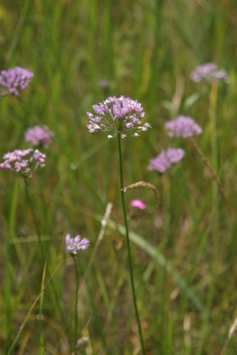 Chives (Allium angulosum)