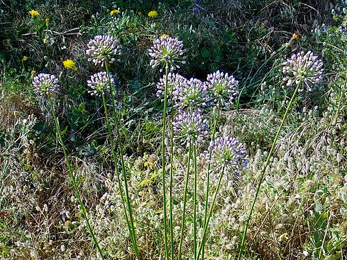 Chives: Цибуля гранчаста (Allium angulosum) — раритетний вид, занесений до Червоного списку рослин Запорізької області. Запоріжжя, о. Хортиця, біля півн. схилу скелі Со