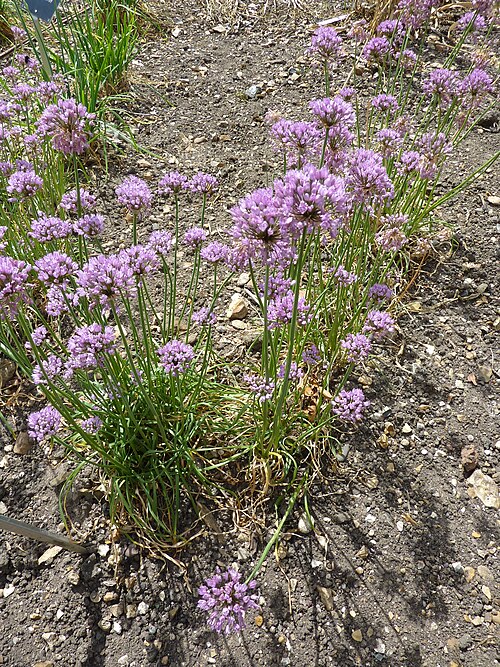 Chives: Taken in the Cambridge University Botanic Garden
