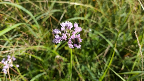 Chives (Allium angulosum)