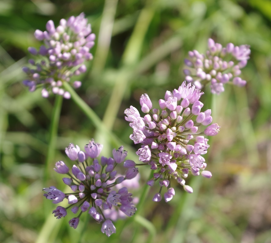 Chives (Allium angulosum)