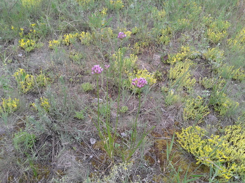 Chives (Allium angulosum)
