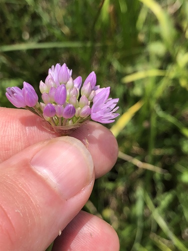 Chives (Allium angulosum)