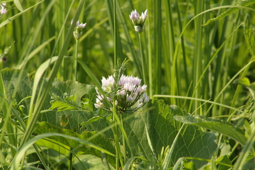 Chives (Allium angulosum)