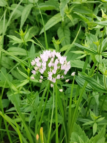 Chives (Allium angulosum)