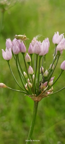 Chives (Allium angulosum)