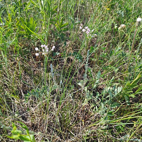 Thread-leaf chive: Allium anisopodium