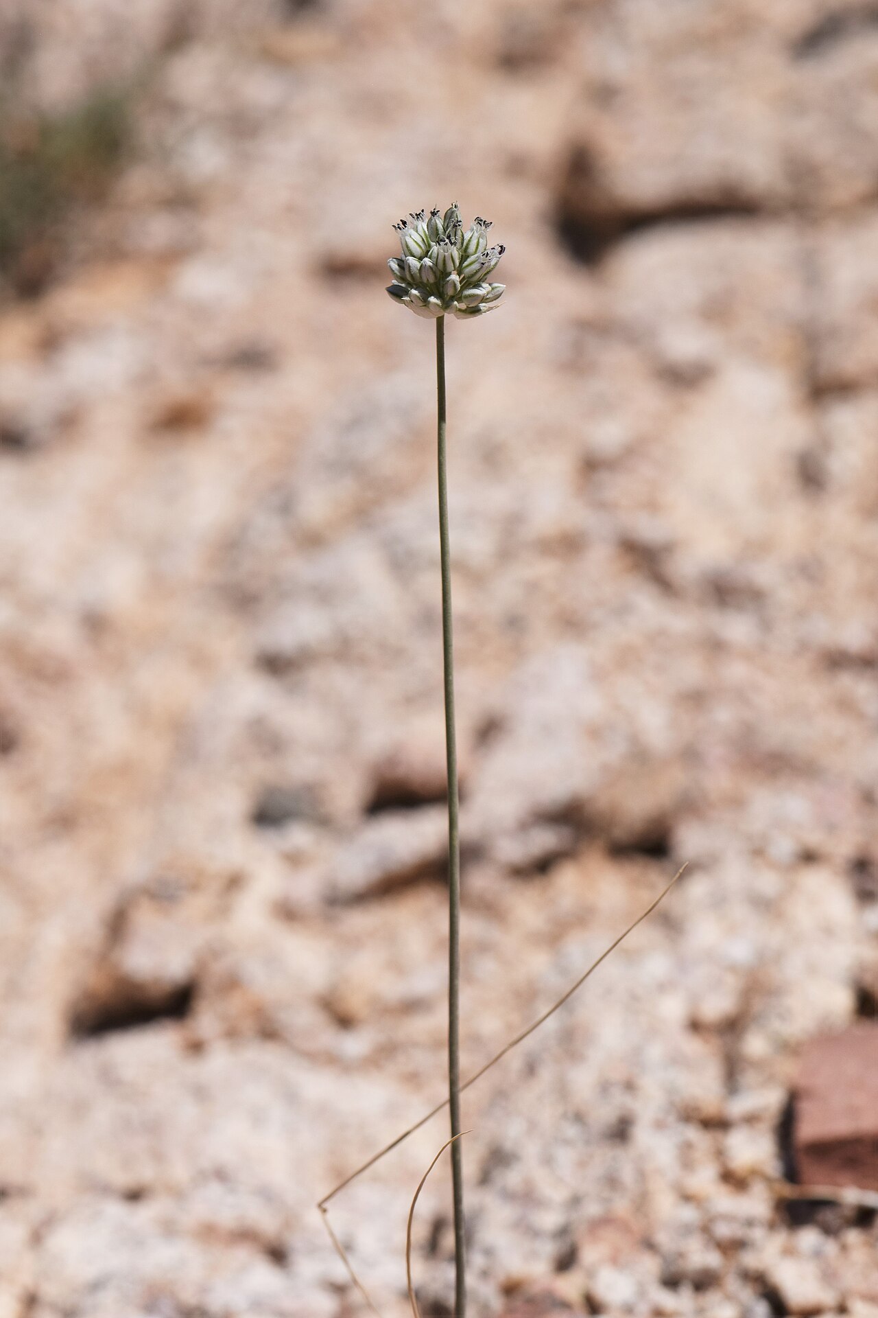 Allium artemisietorum: Allium artemisietorum in mountains W from Rashidiyah in Jordan